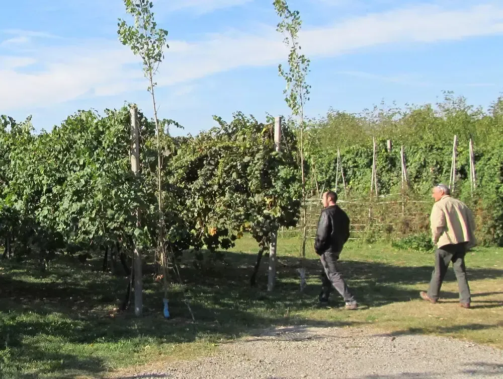 "Affinato" - Aceto Balsamico Tradizionale di Modena DOP - Image 7