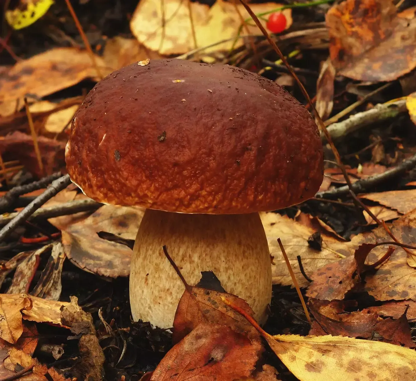Funghi Porcini Secchi - Qualità Speciale - Image 6