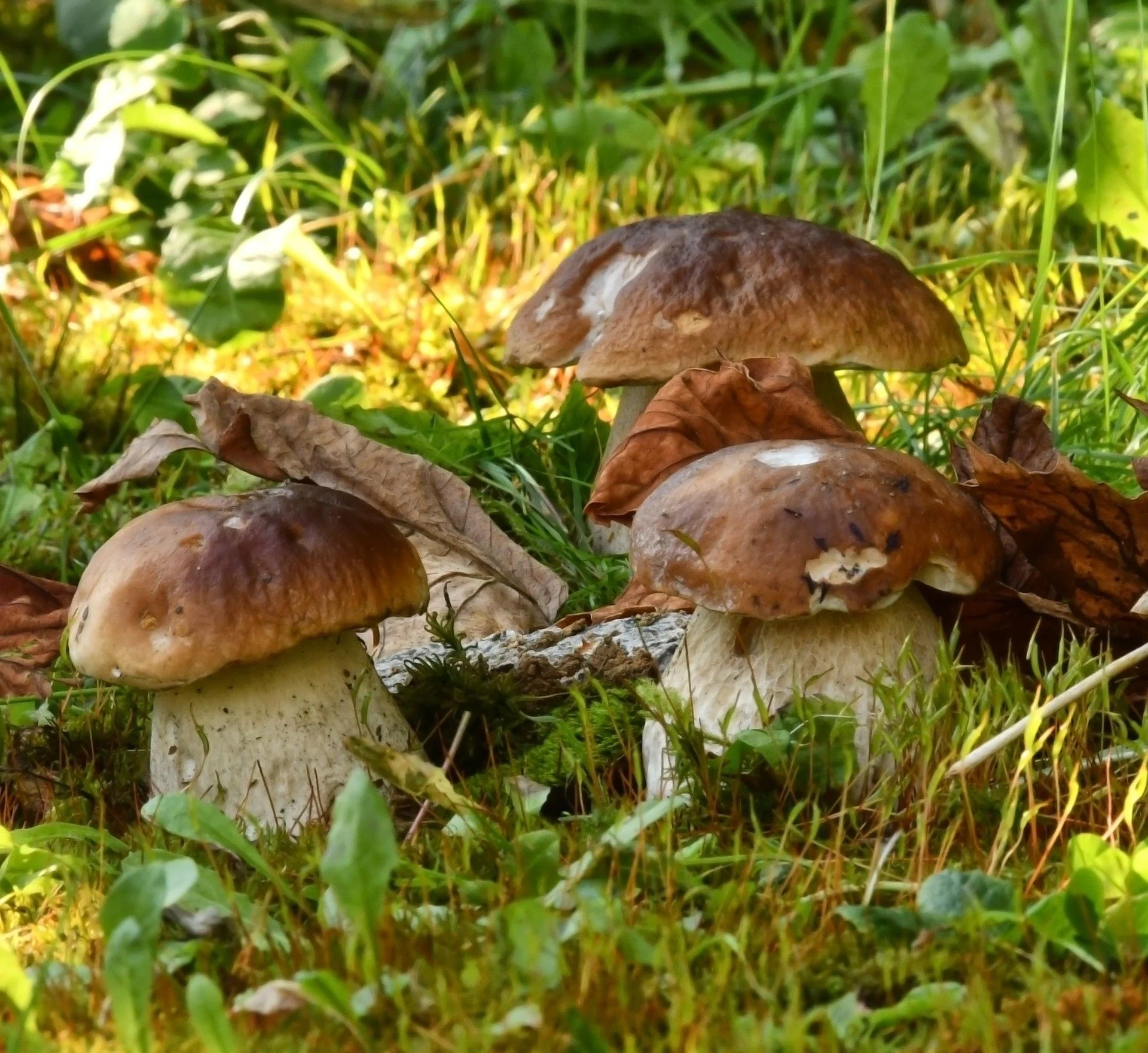 Funghi Porcini Sott'Olio - Funghi di Borgotaro IGP - Image 3