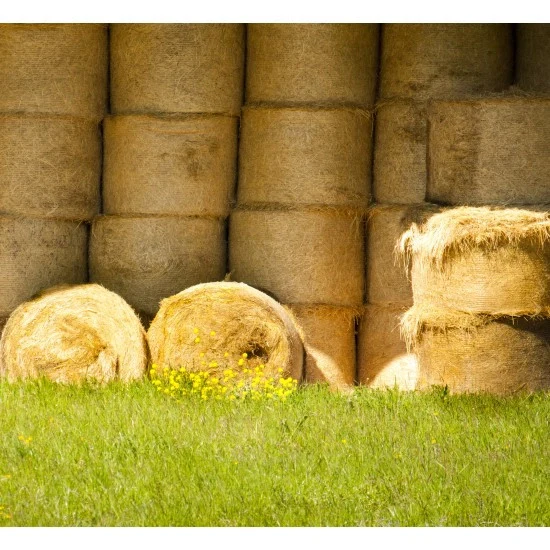 Parmigiano Reggiano DOP - Biologico - 60 Mesi - Image 3
