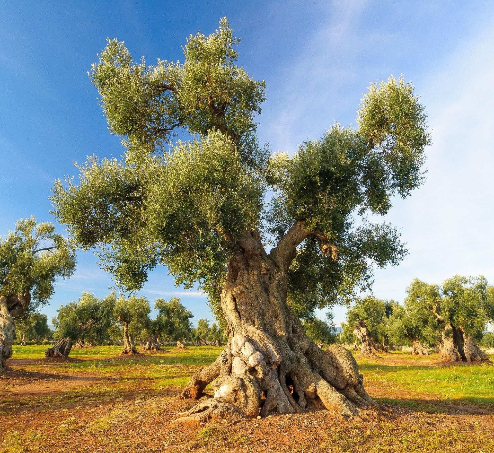 "Signore degli Ulivi" - Olio Extravergine di Oliva - Image 5